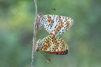/album/foto-adriano/adry-farfalle-copia-jpg/